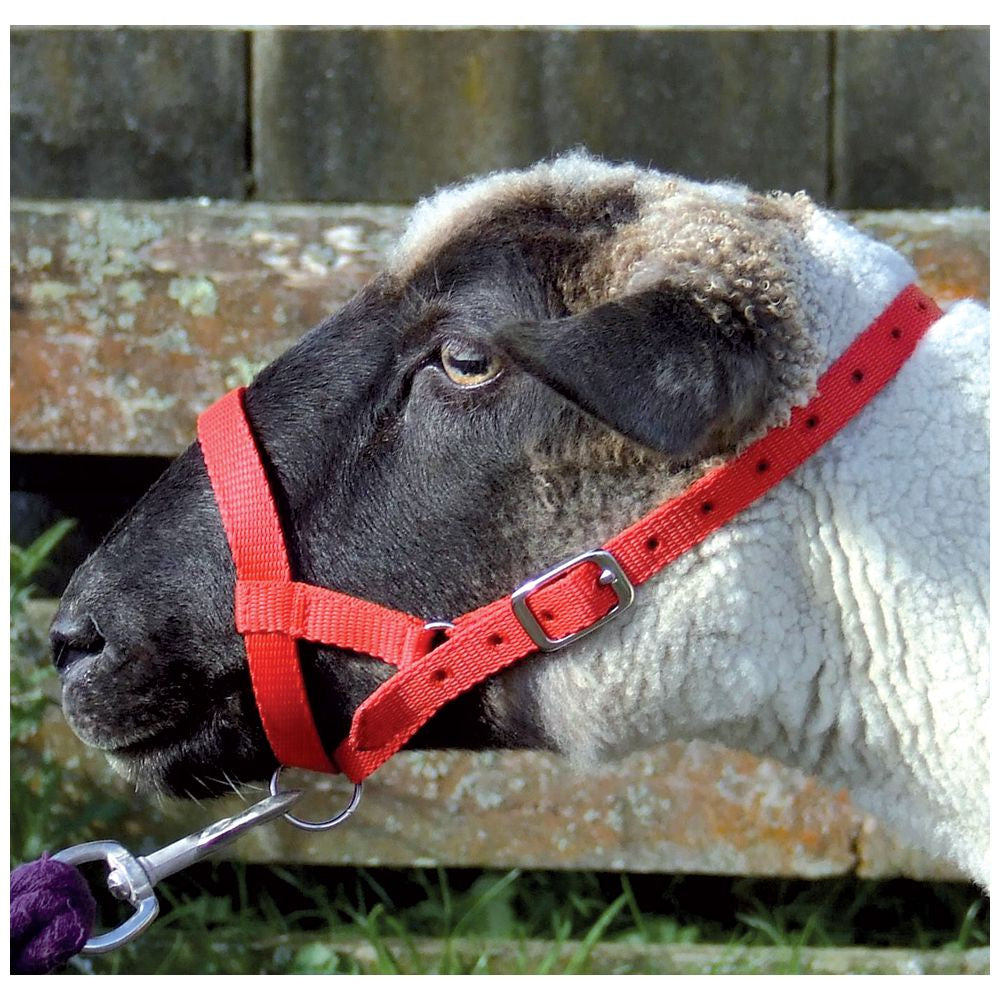 Halter Webbing Sheep Small Red