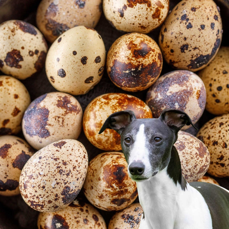 Can dogs eat quail eggs hotsell